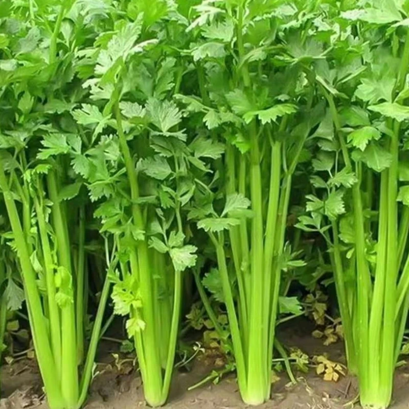 河南小芹菜新鲜小西芹新鲜西芹菜凉拌营养健康当季时令蔬菜叶菜