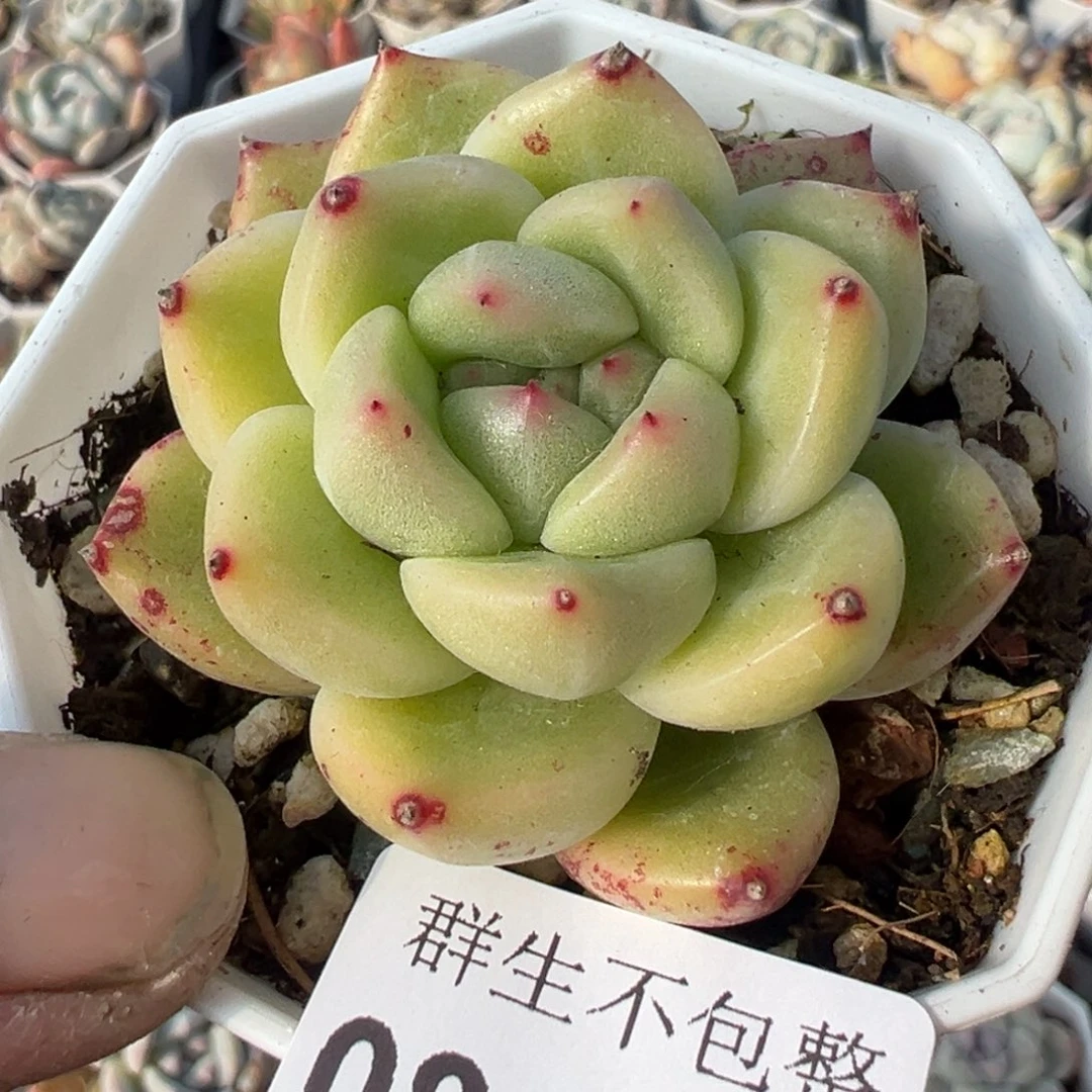 小卡拉米糖心一物一拍8-123