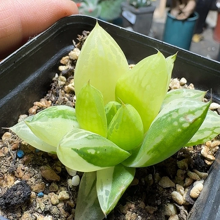 717宝草锦脱土发货