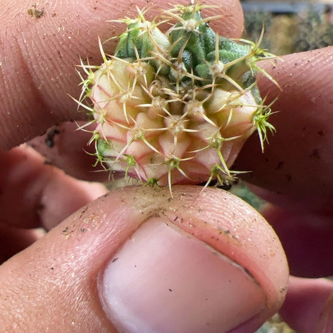 当前无花栽培后可以开花421