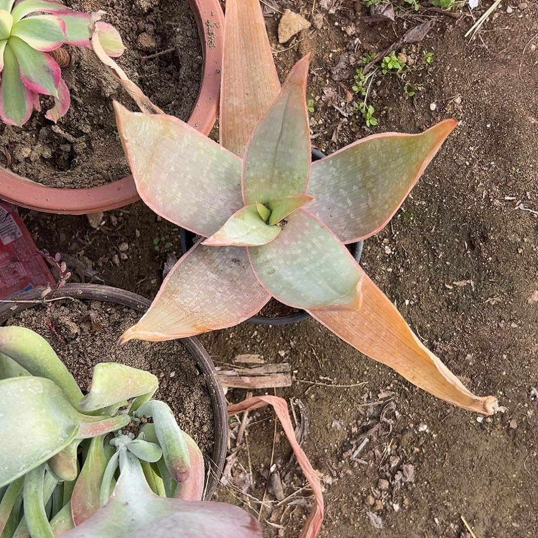 多肉植物多肉植物