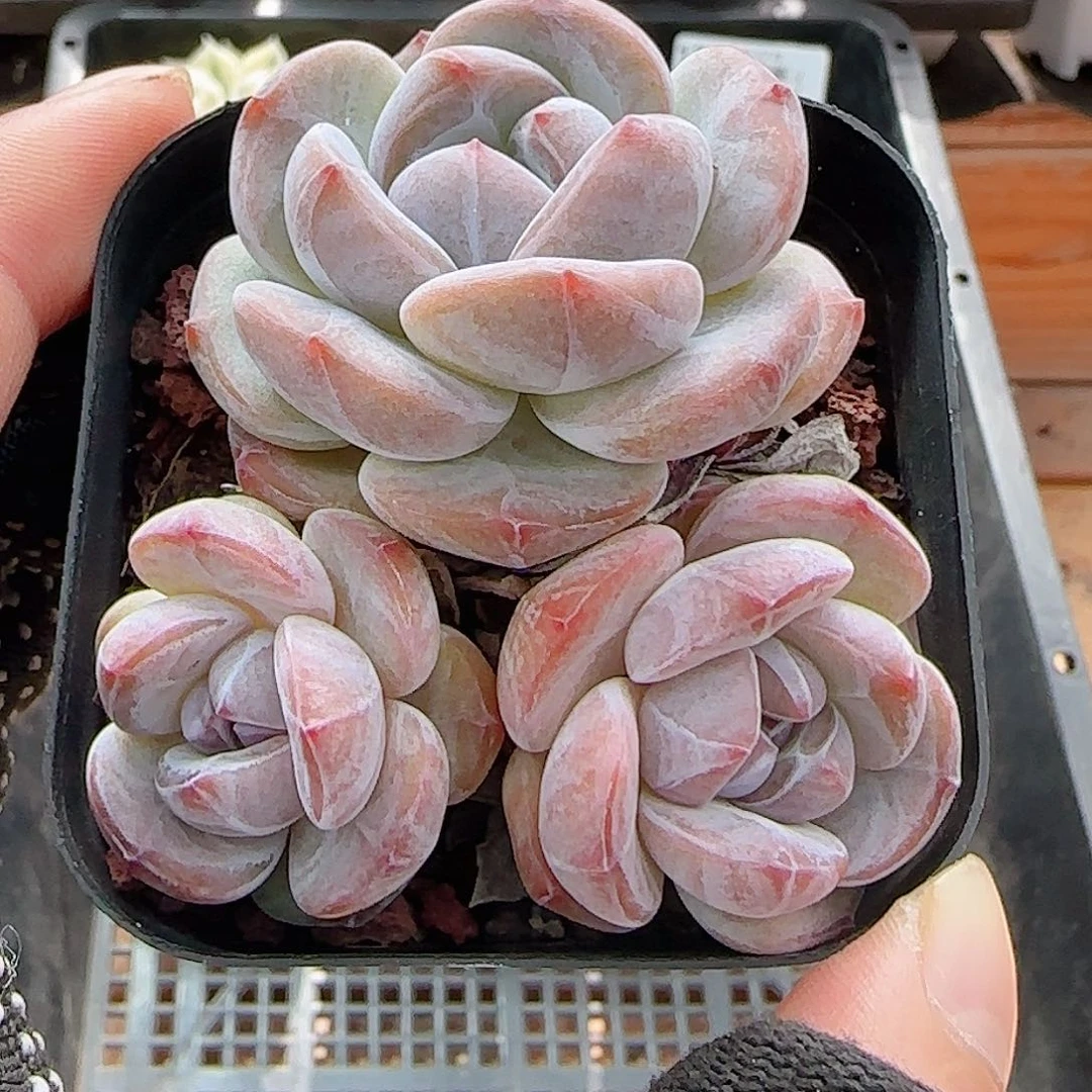 .***.多肉0717-142石榴籽星影