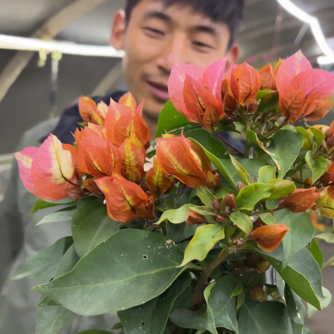 全部花苞（浅彩虹）三角梅会落花落叶会光杆苗有大有小