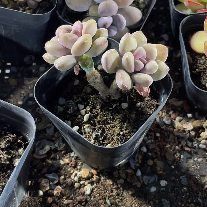 美人手指老庄6.5方