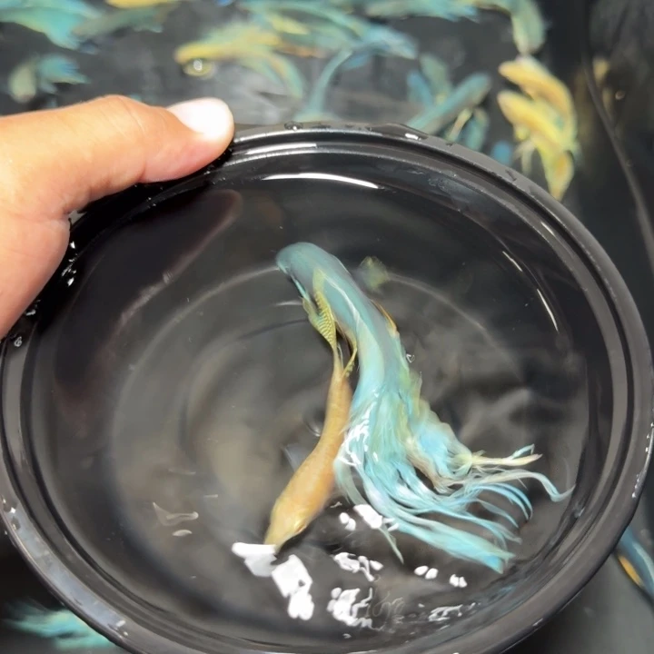 斗鱼直播间对图无纹蓝65