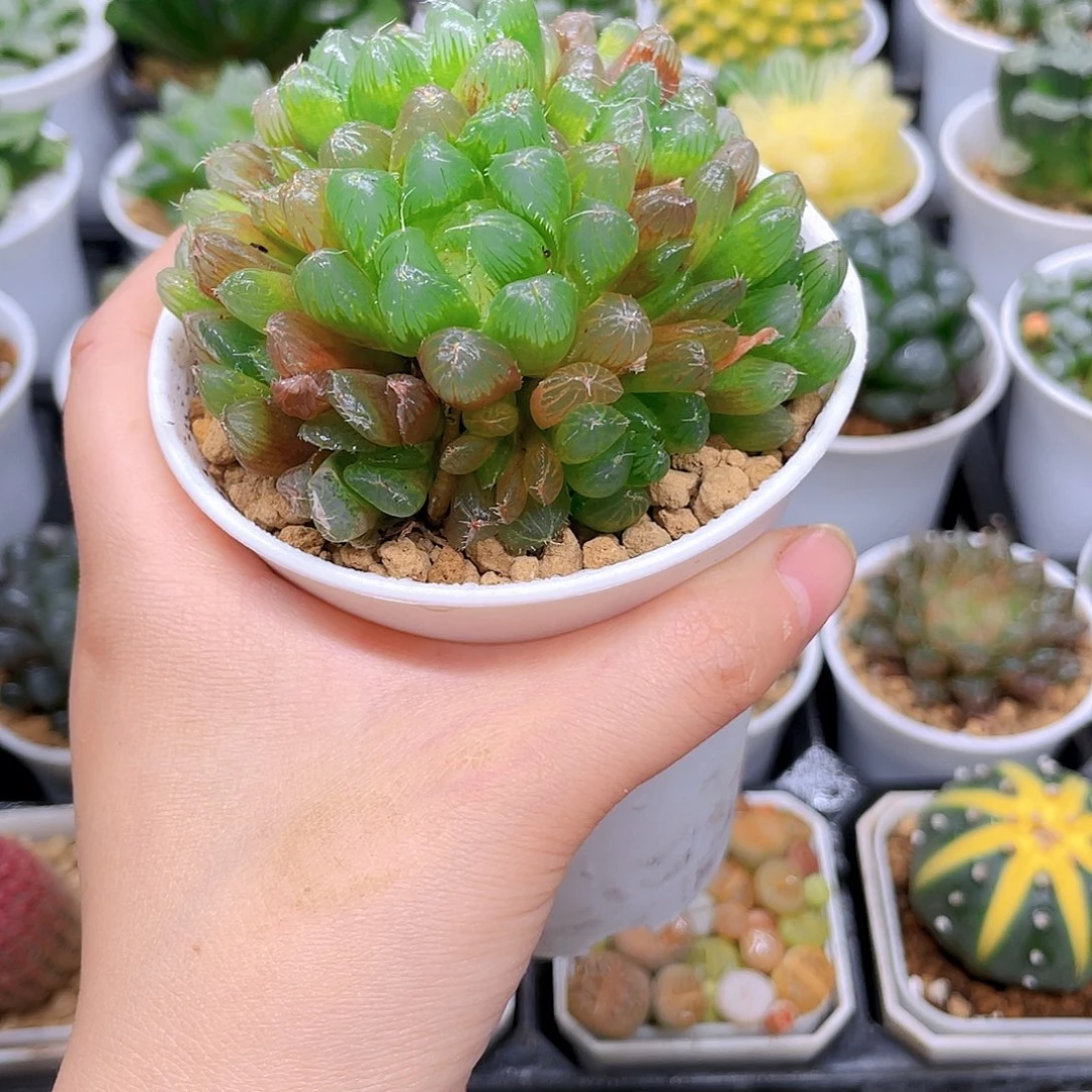 多头彩虹玉露，原盆