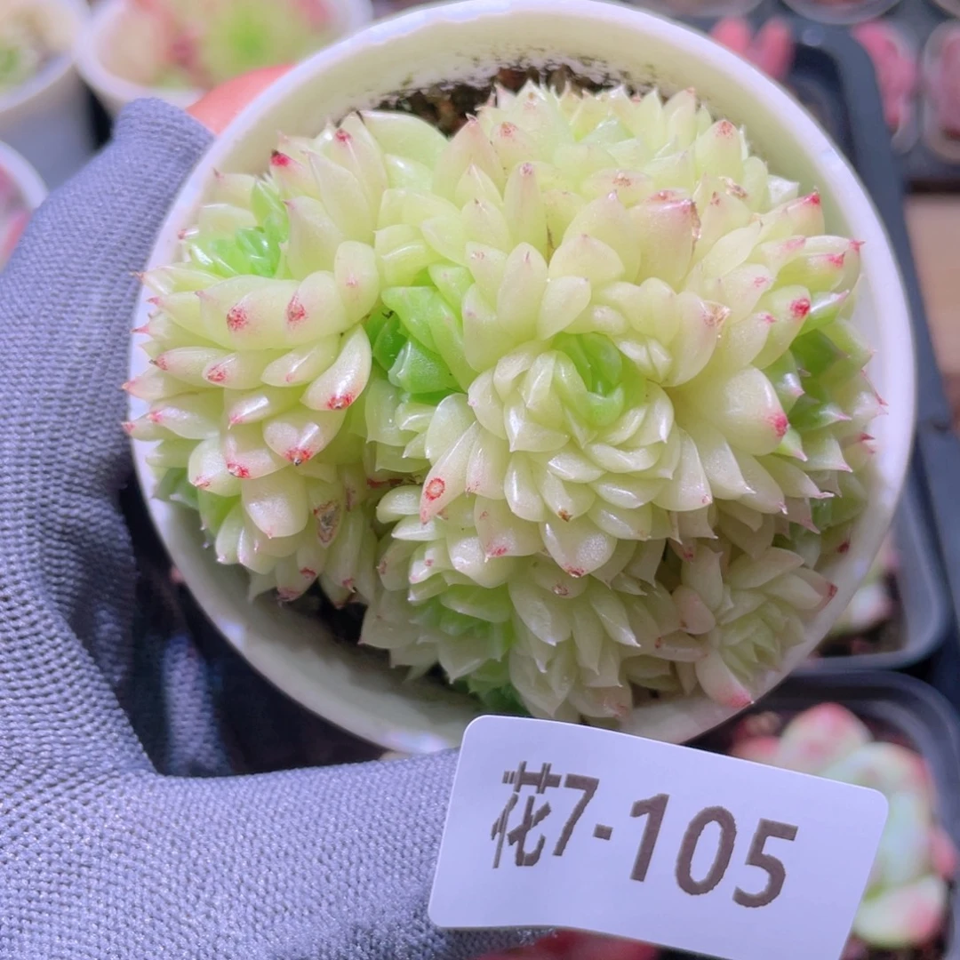 花利美 7-105麦秆群