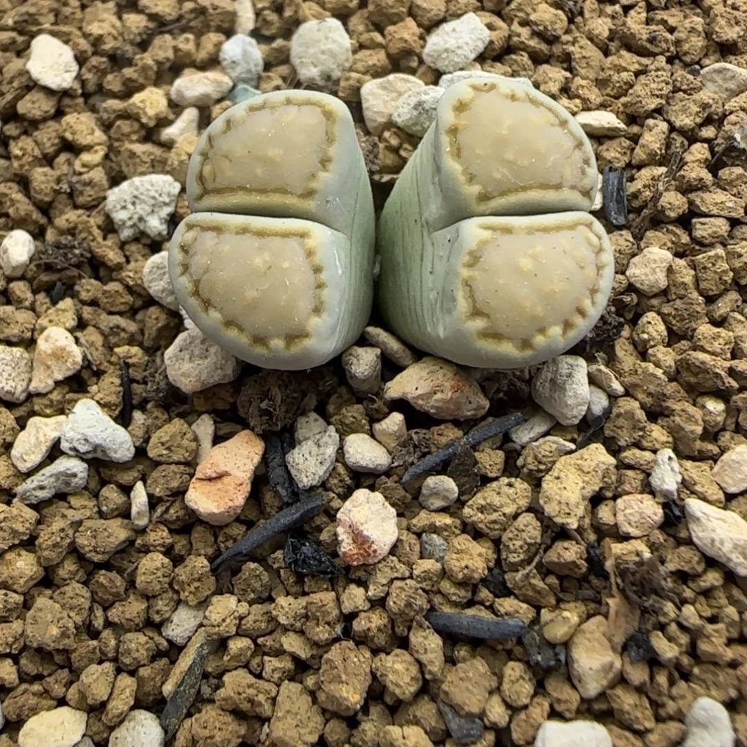 418 生石花大棚直播