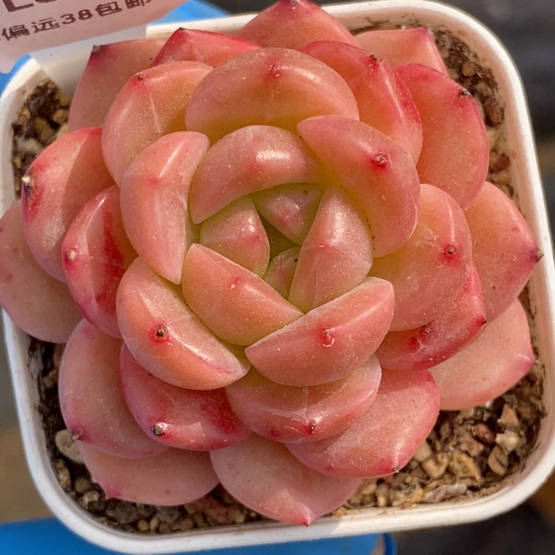 359东篱下多肉植物盆栽