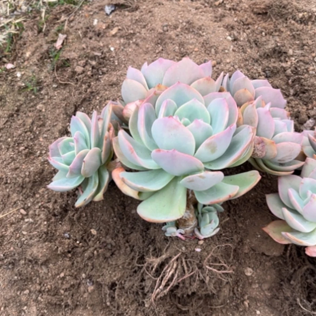 【闪购商品】时***！白凤