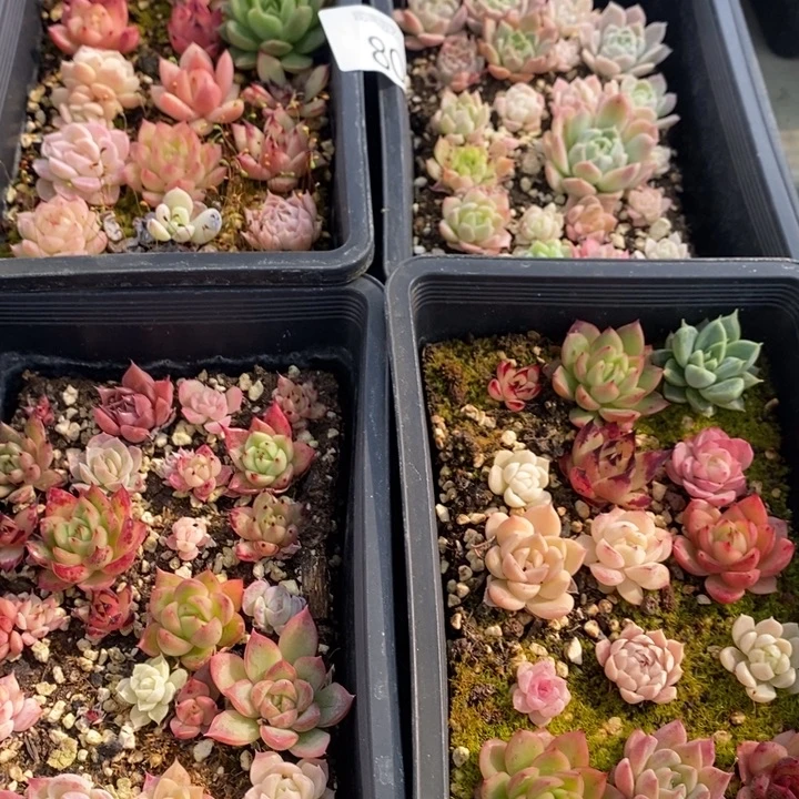 明***静80 多肉植物盆栽花卉