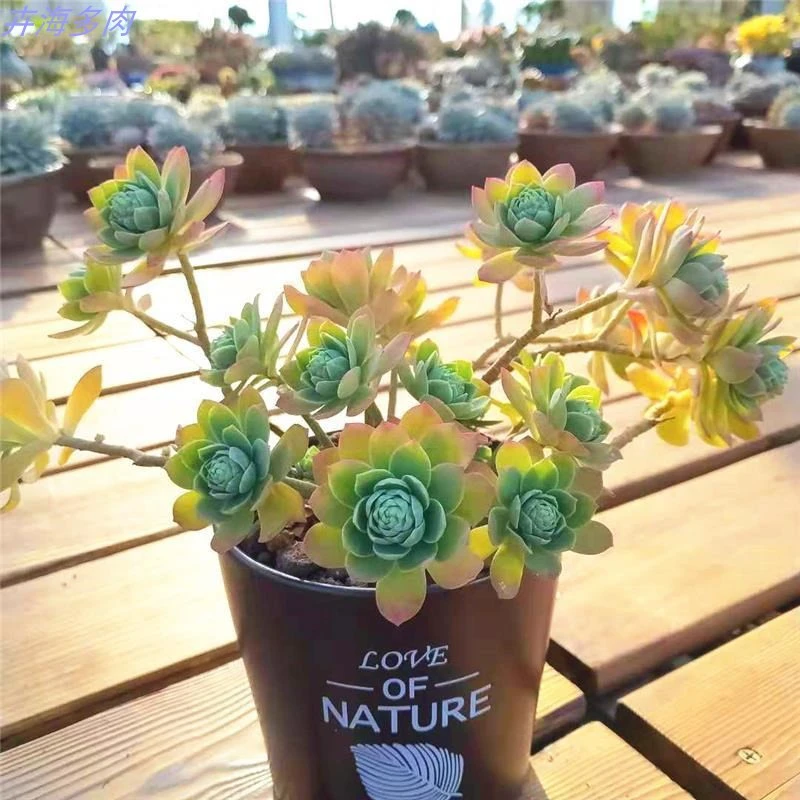 多肉植物薄化妆多头群生易爆盆多肉老桩花卉盆栽绿植萌肉肉防辐射