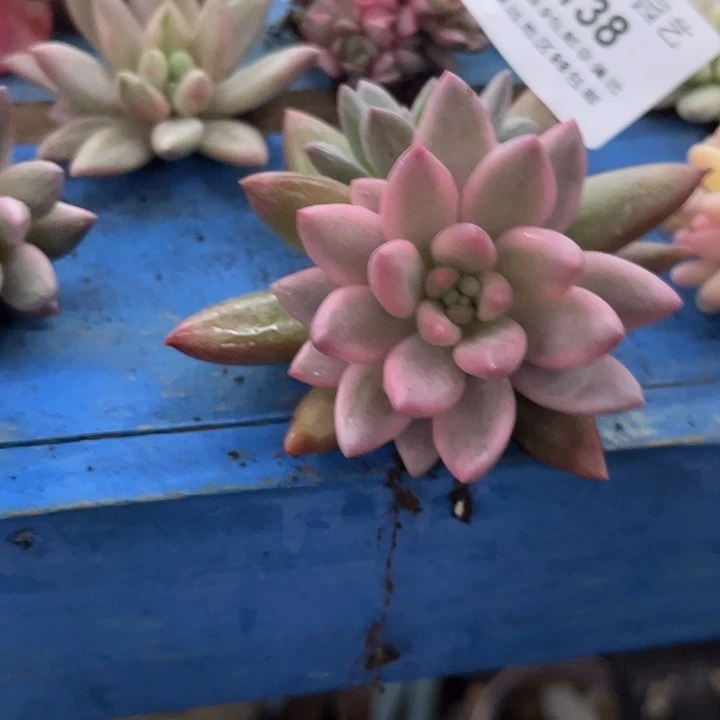 ^***^138红蜻蜓锦炸多肉植物