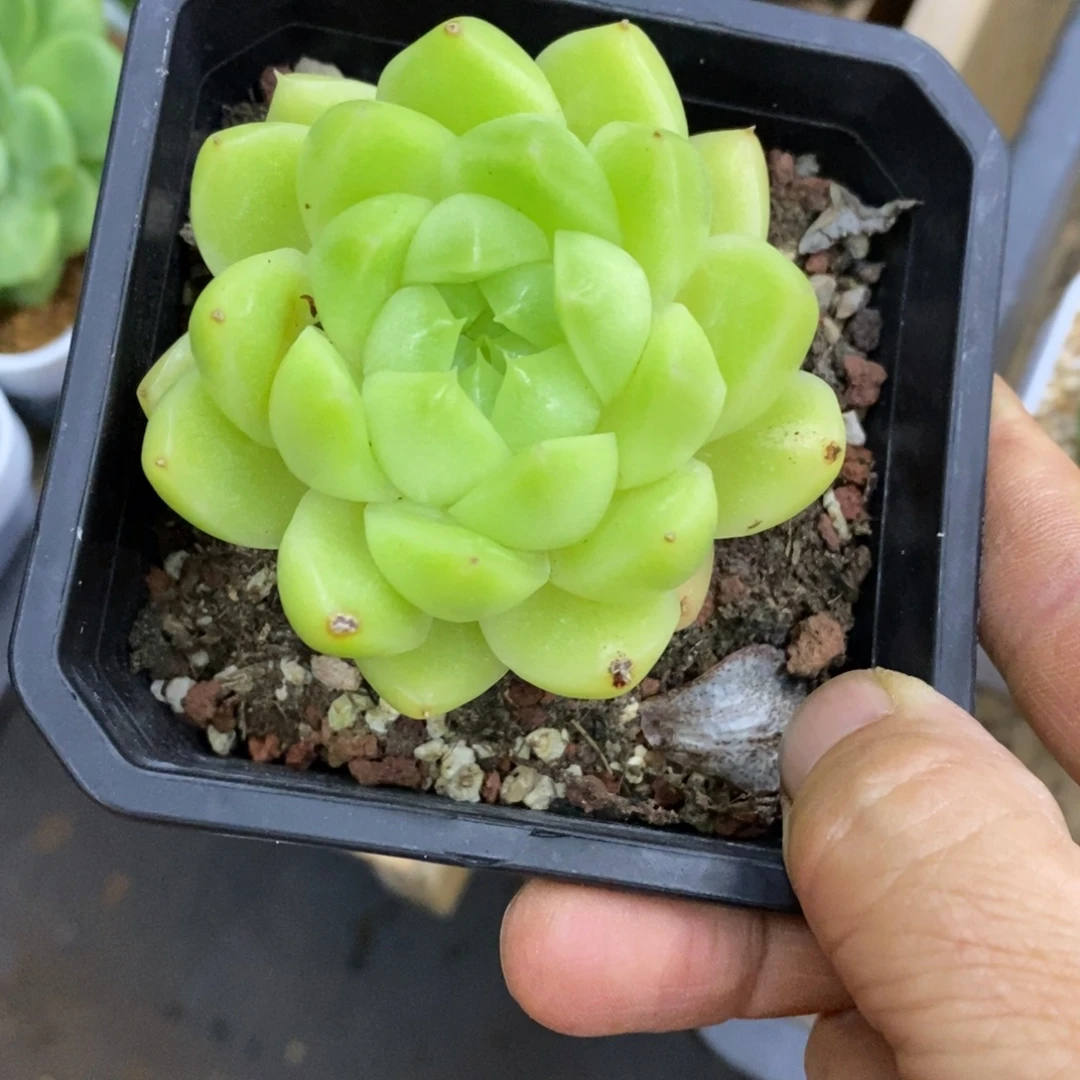 精品多肉一物一拍不包整266