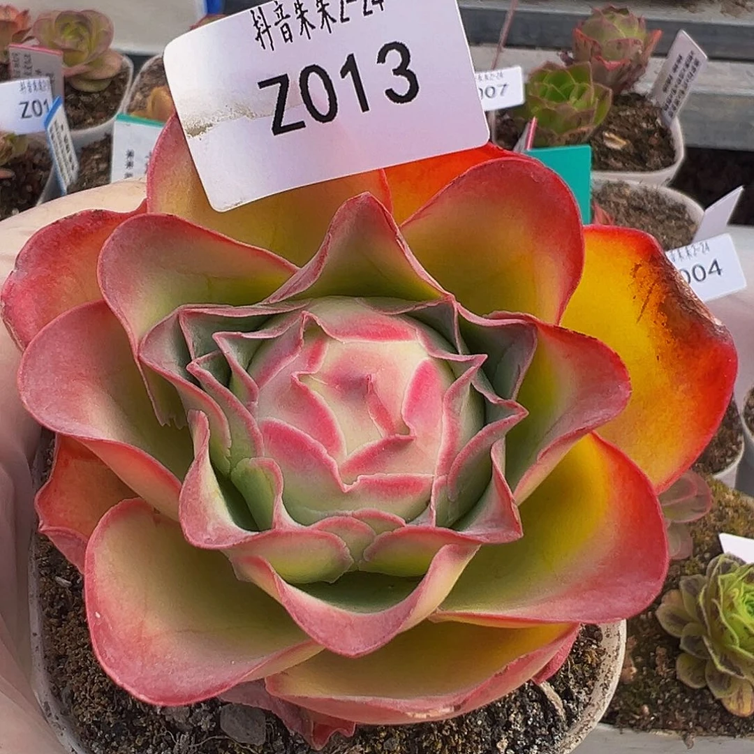 朱013 帕系不知名 多肉