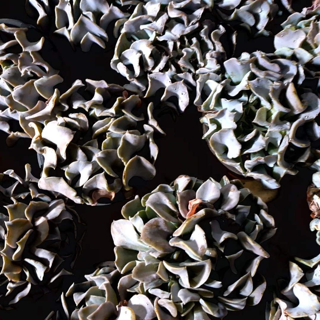 满9元包邮，大棵天鹅湖