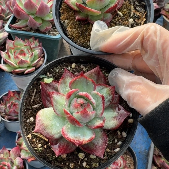 惊鸿仙子量拍白底拉丝➕小迷你