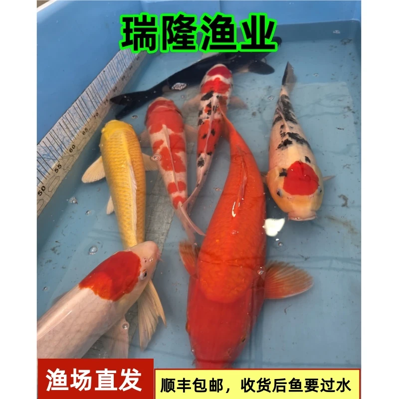 锦鲤25-40cm淡水活鱼红白大正昭和丹顶火鲤冷水风水观赏鱼包邮