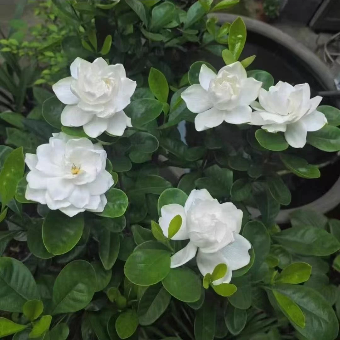 法连重瓣稀有栀子花浓香耐热绿植