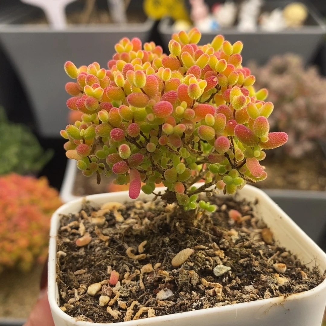 完全开放27号蜜橘糖球（6.5cm）