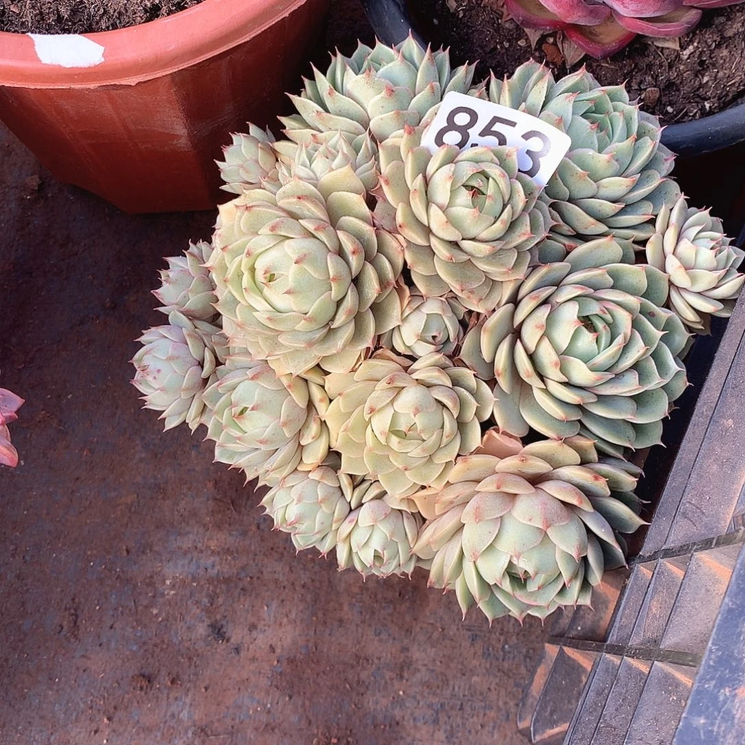 853笨巴蒂斯 一物一拍多肉