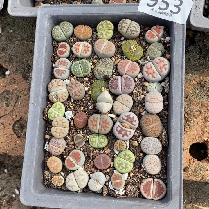 濮***通生石花等植物的生长953