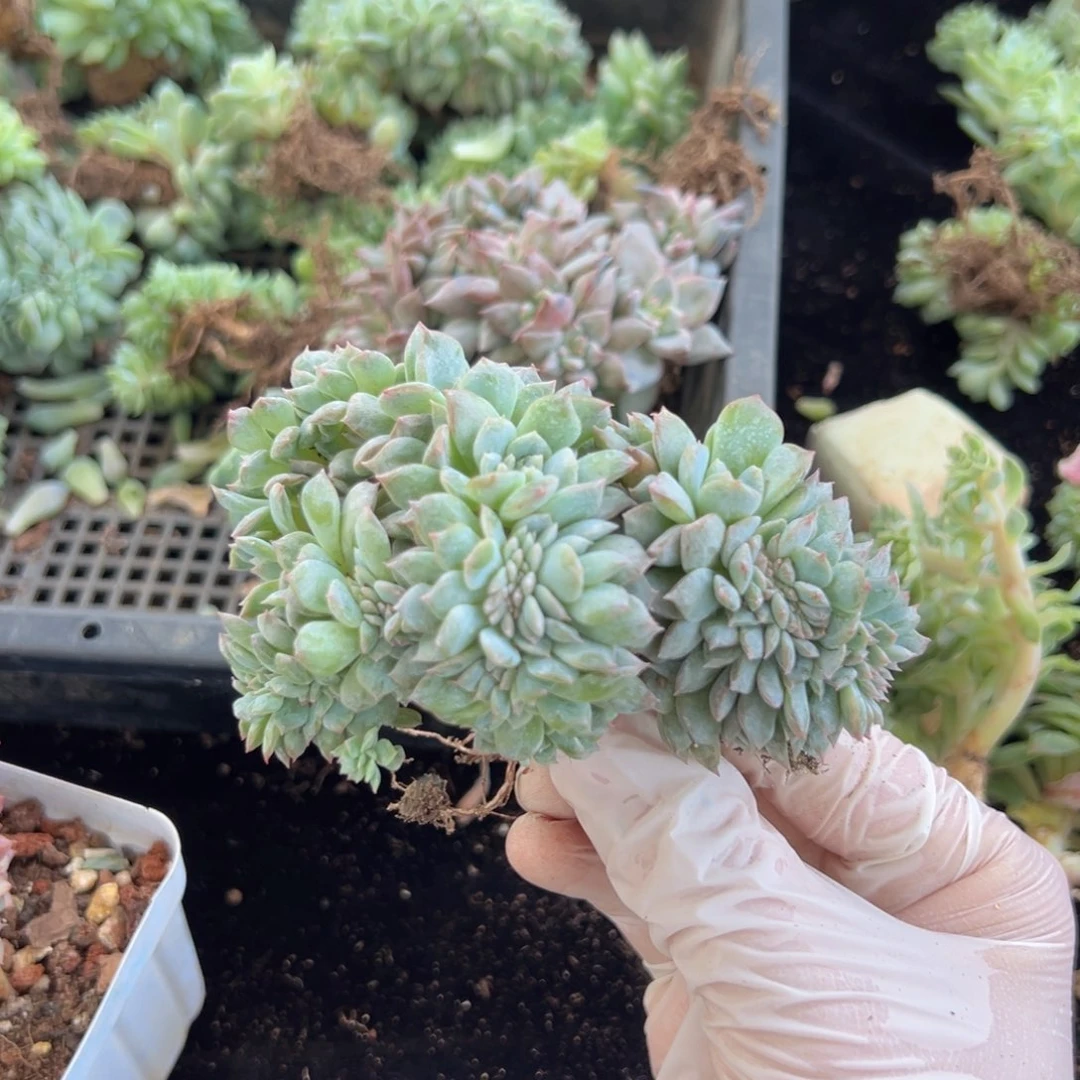 新年快乐 新年快乐 新年快乐