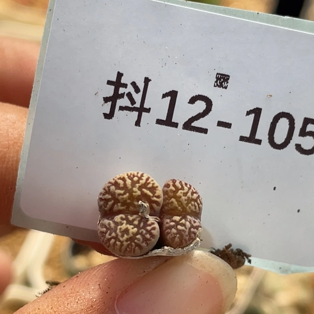 12-105鸟多肉植物肉锥