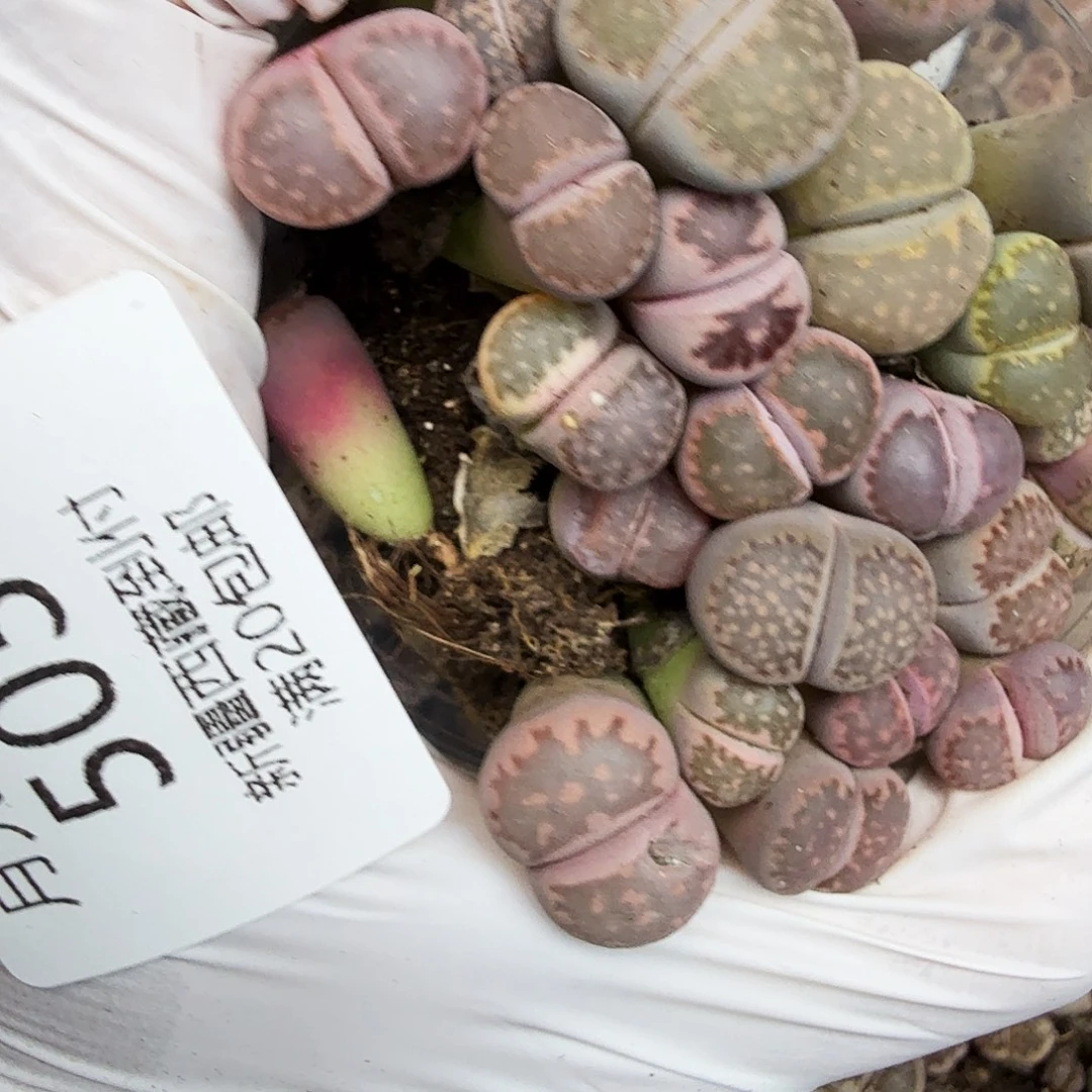 不用我送过去咯的咯哦503不