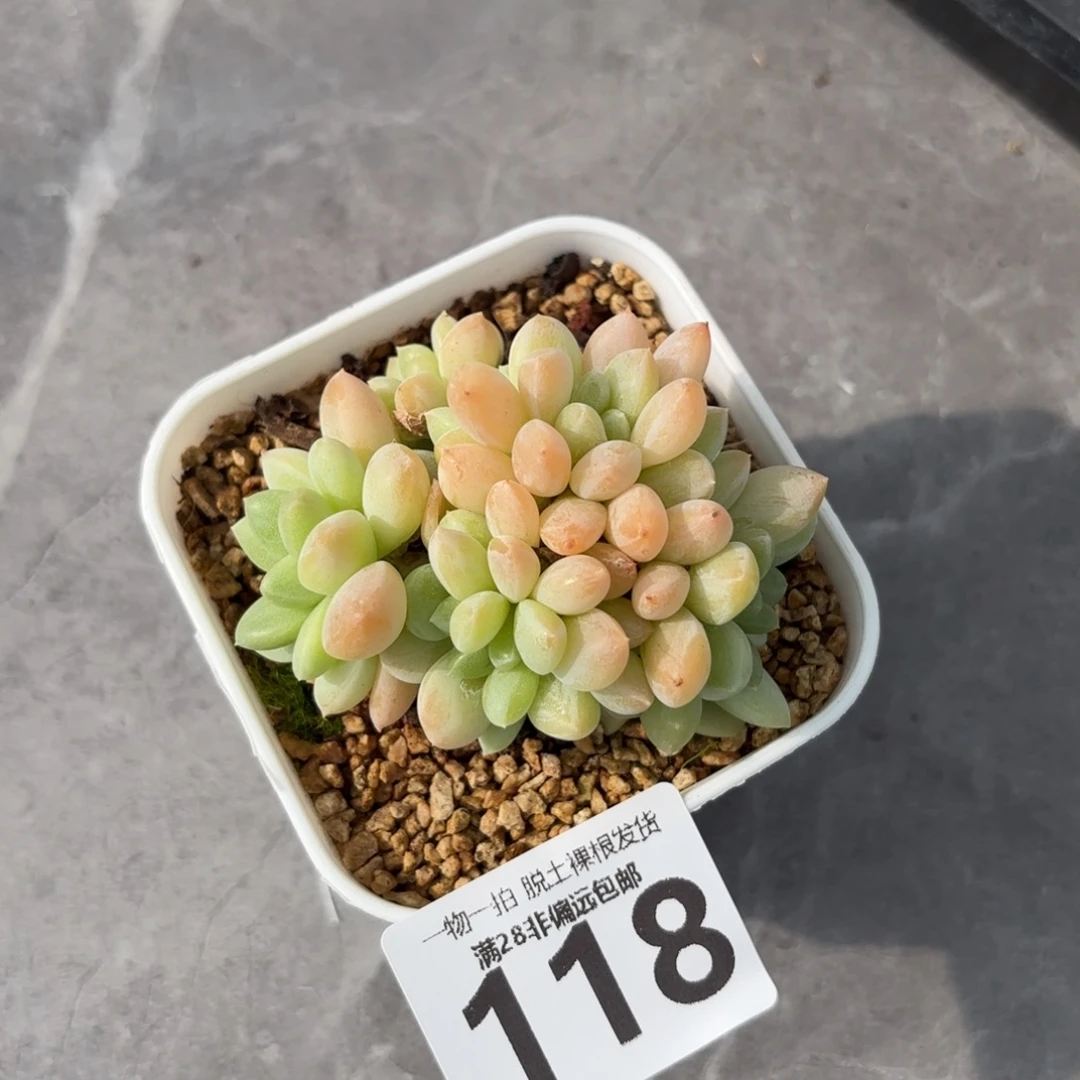 阮玲玉老桩无盆土发货