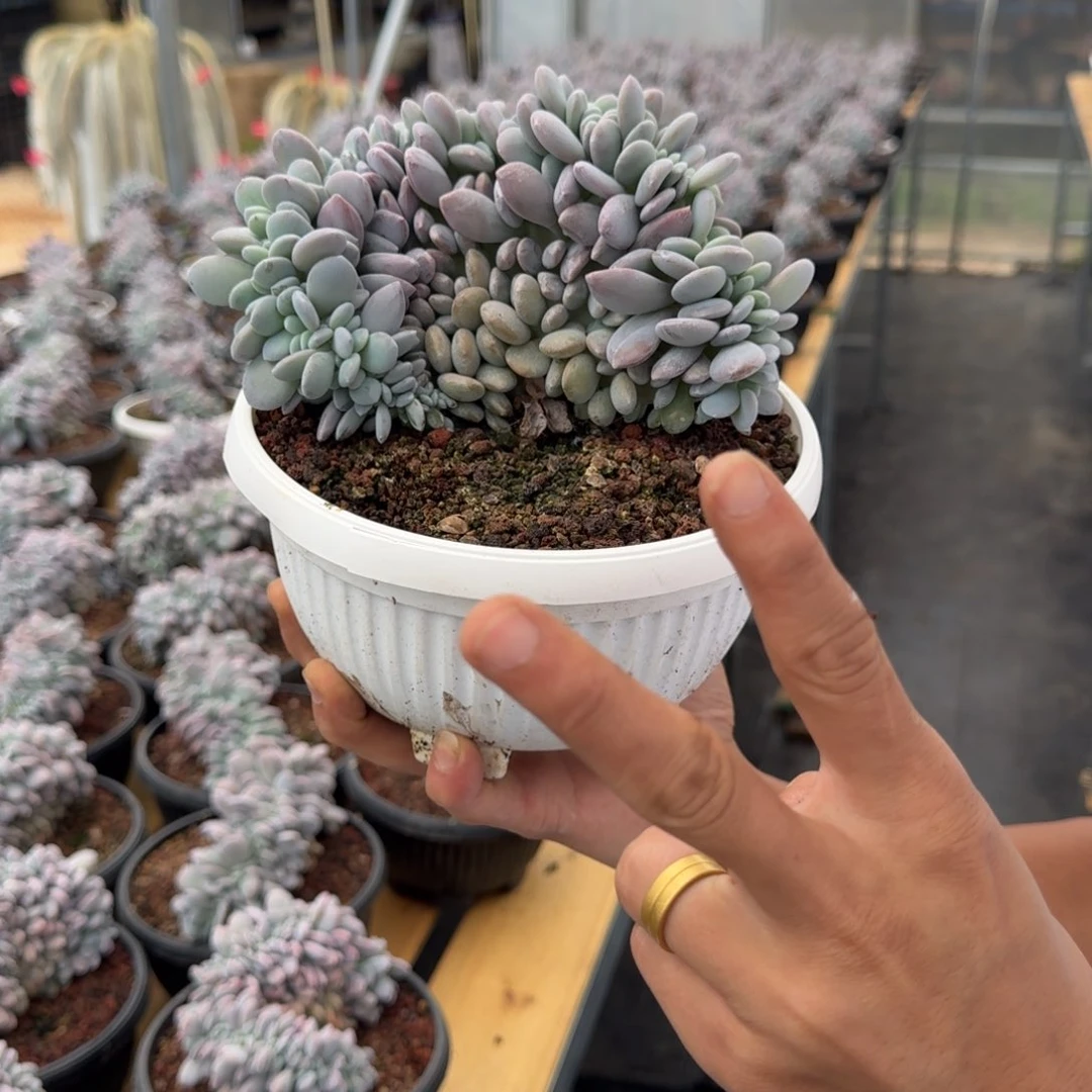 粉兔缀化0000000000