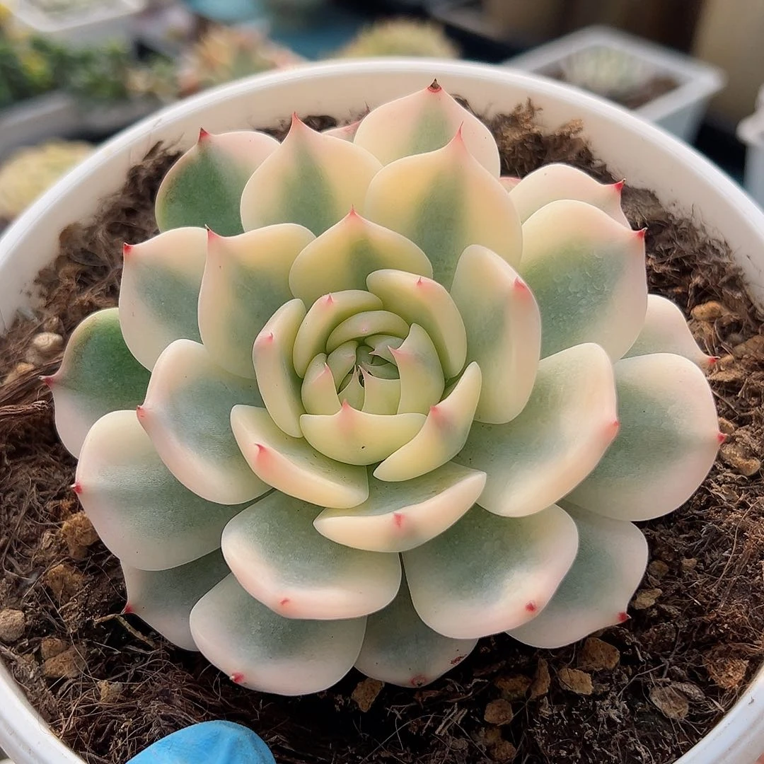 吉娃娃锦，宽覆轮锦宽叶宽锦