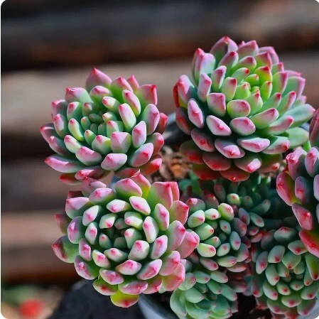 蓝多肉组合植物老桩清仓多大株超大控养阳台室内办公室盆栽