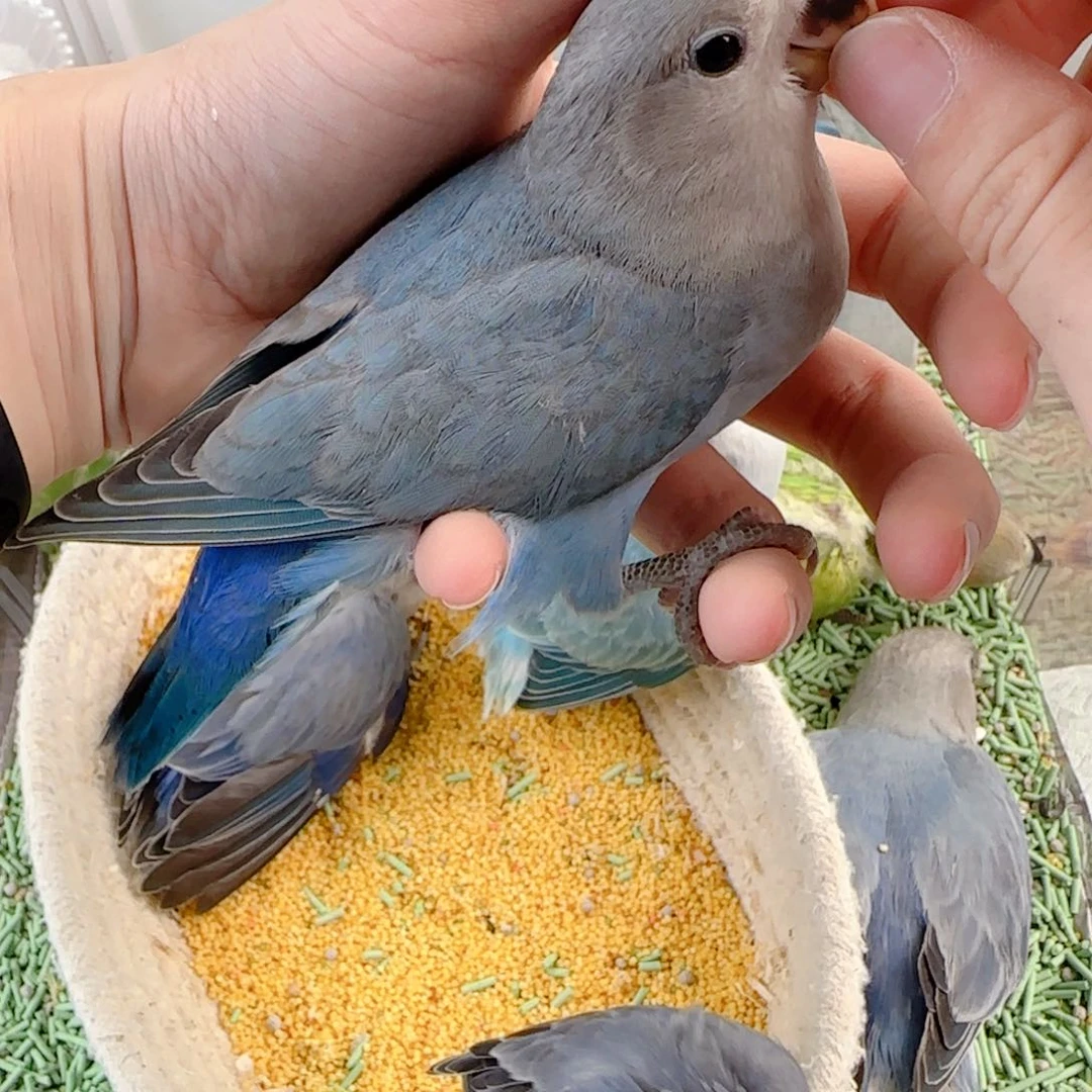 桃脸牡丹鹦鹉福利多多