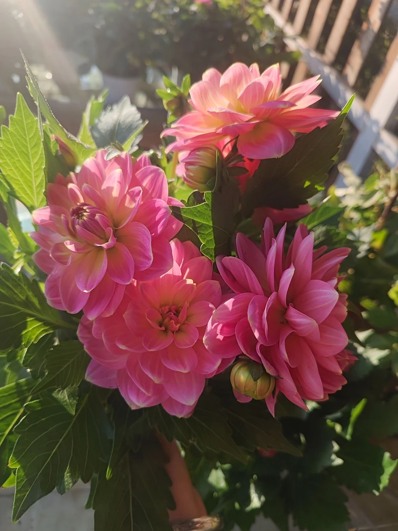 【西柚重瓣大丽花】耐热耐寒多年生好养四季开花庭院阳台盆栽