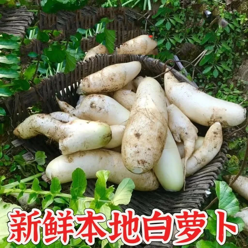 湖南耒阳白萝卜新鲜蔬菜水果萝卜甜脆当季蔬菜生吃清脆腌菜泡菜罗