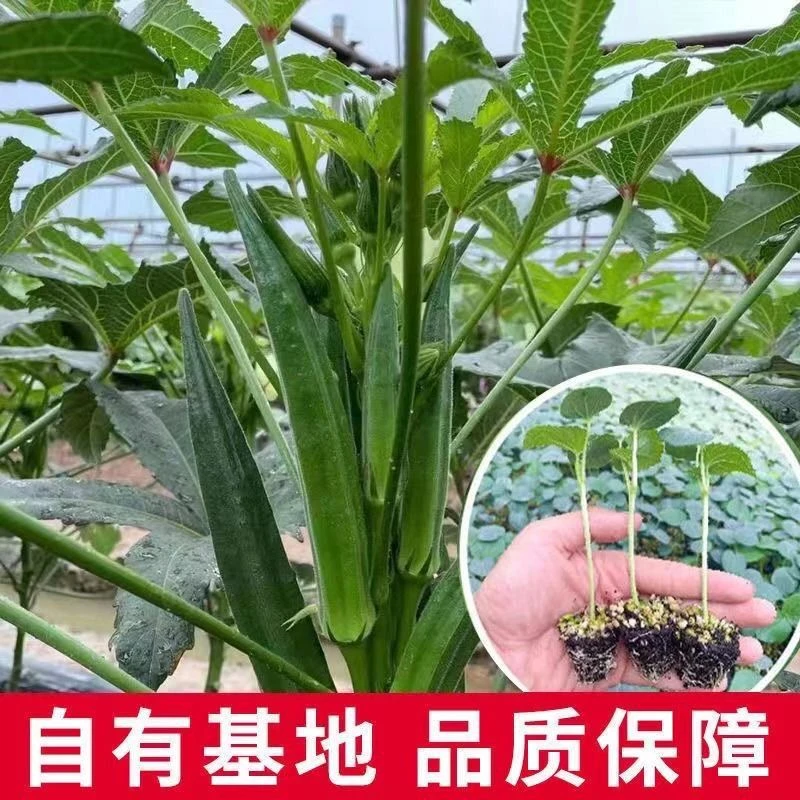 【精选】超嫩高产水果秋葵秧苗四季盆栽地载红秋葵绿秋葵盆栽地载