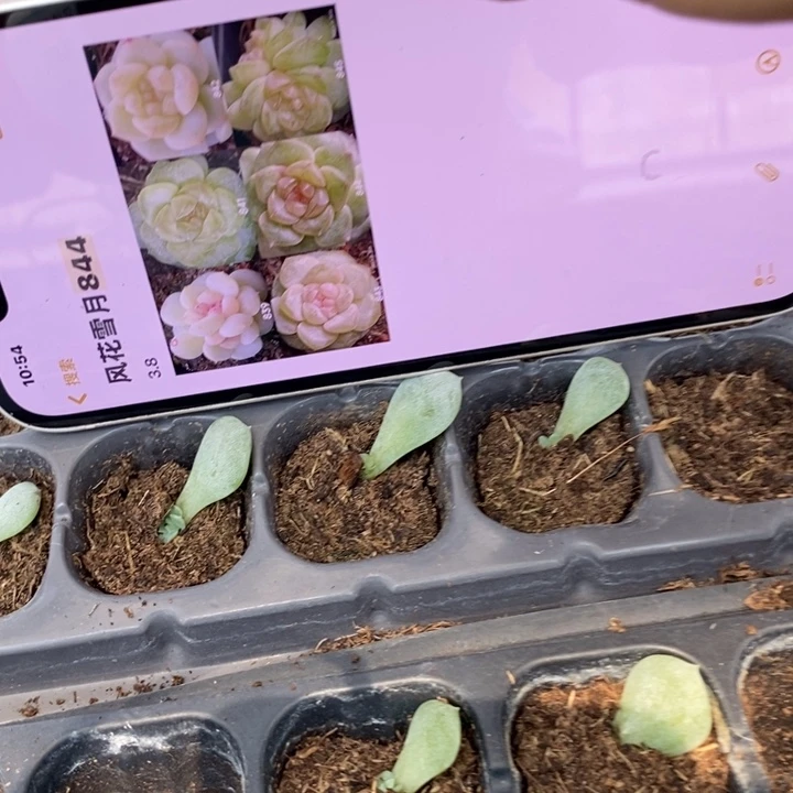风花844芽苗一个多肉