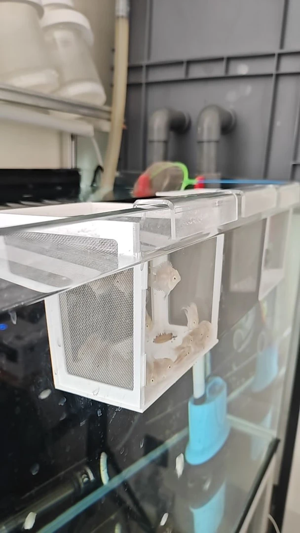 桃心缩尾迷你鹦鹉鱼白金宝蓝三个月亚成鱼苗