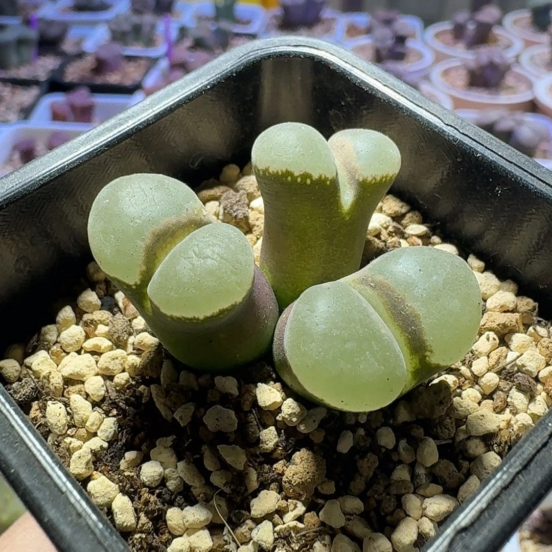 44号三头风铃一物一拍