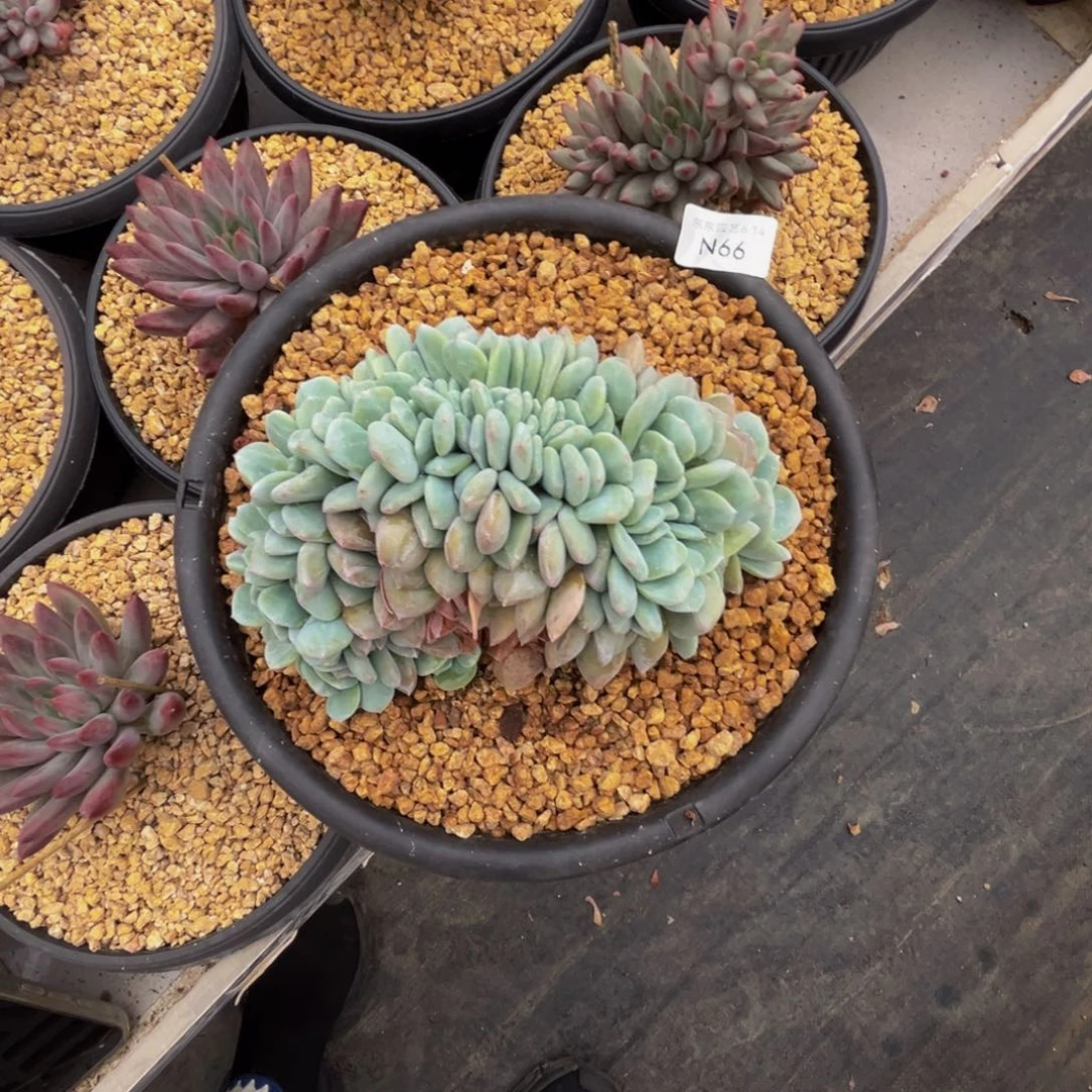 人***琳n66勃朗峰杂梦露缀化呀