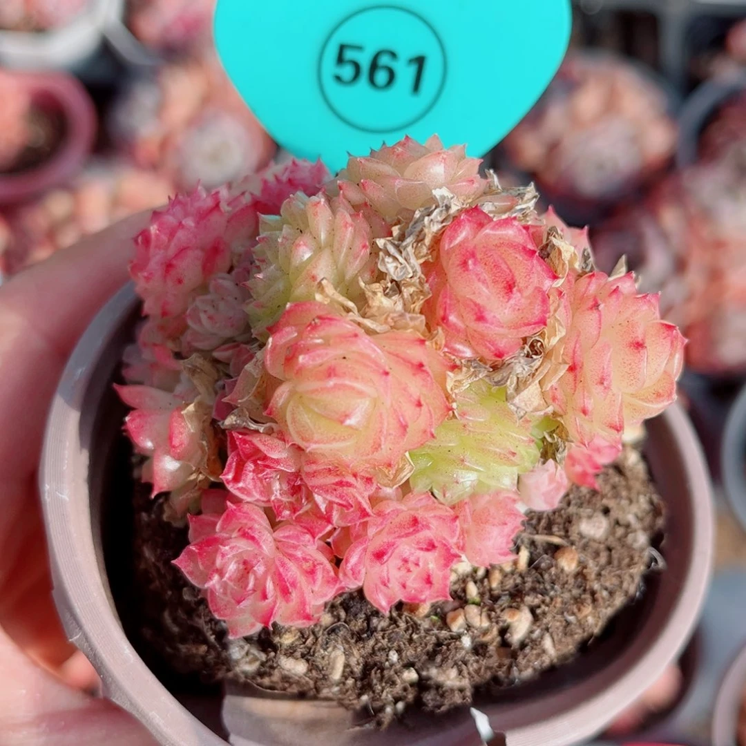 561号小老桩麦秆群不包整