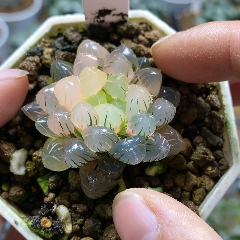 【闪购商品】玩*377潘灯