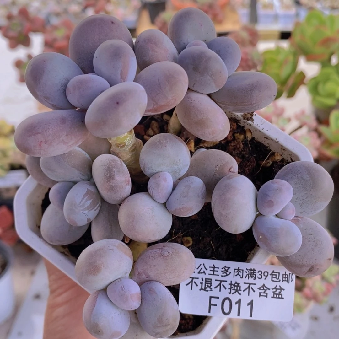芭比奶洛10cm011多肉植物
