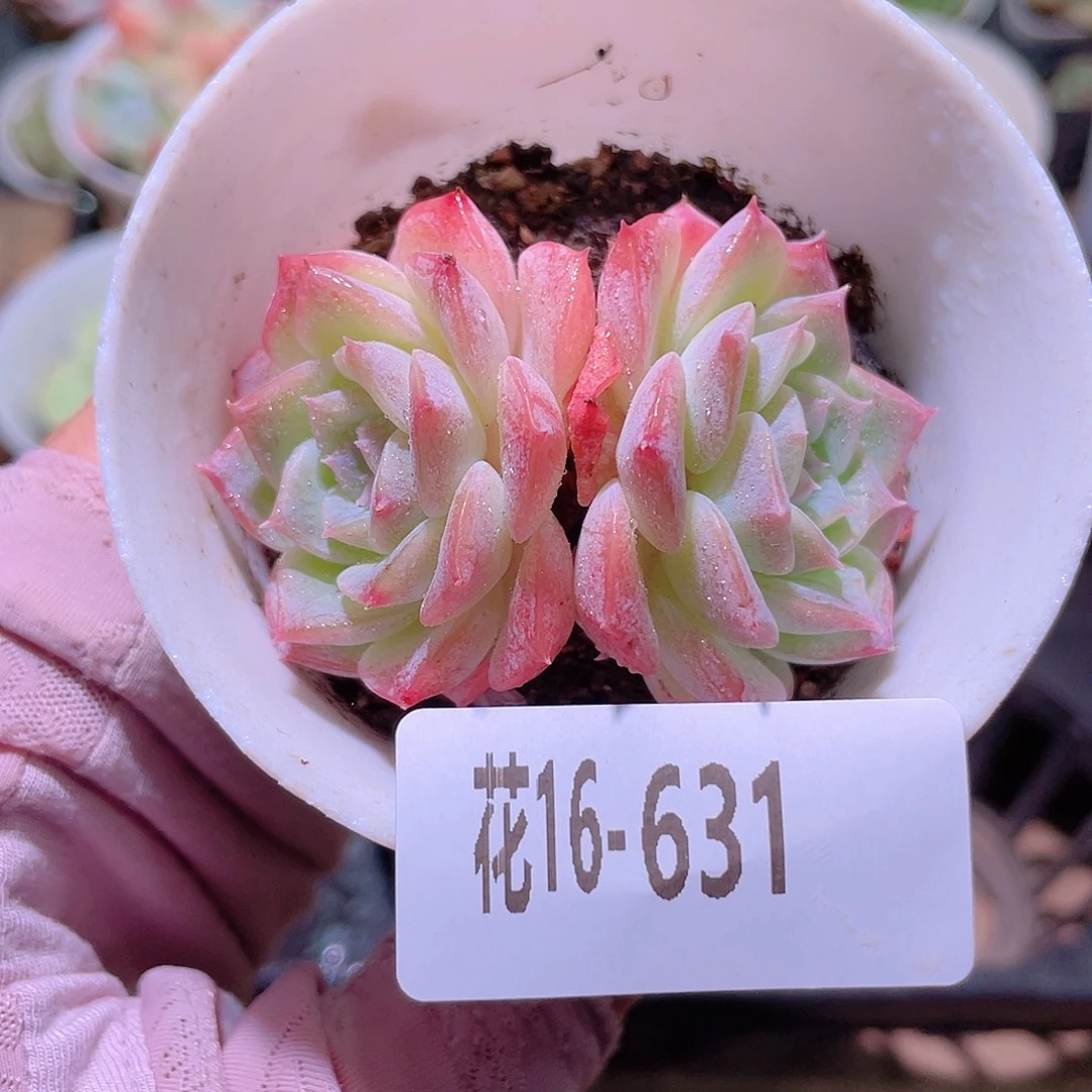 花利美16-631纯爱