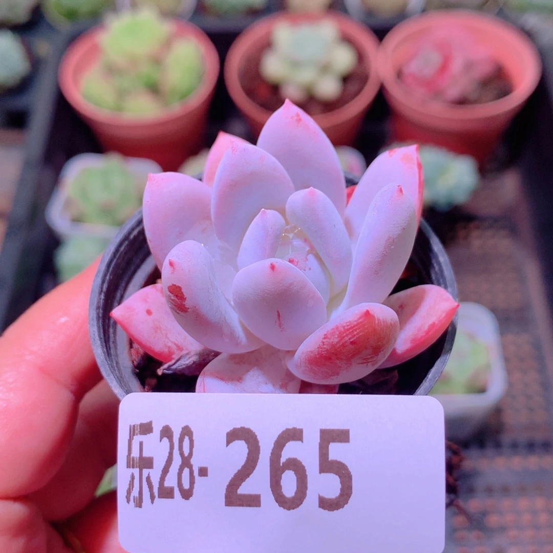 乐然28-265 嫦娥单头