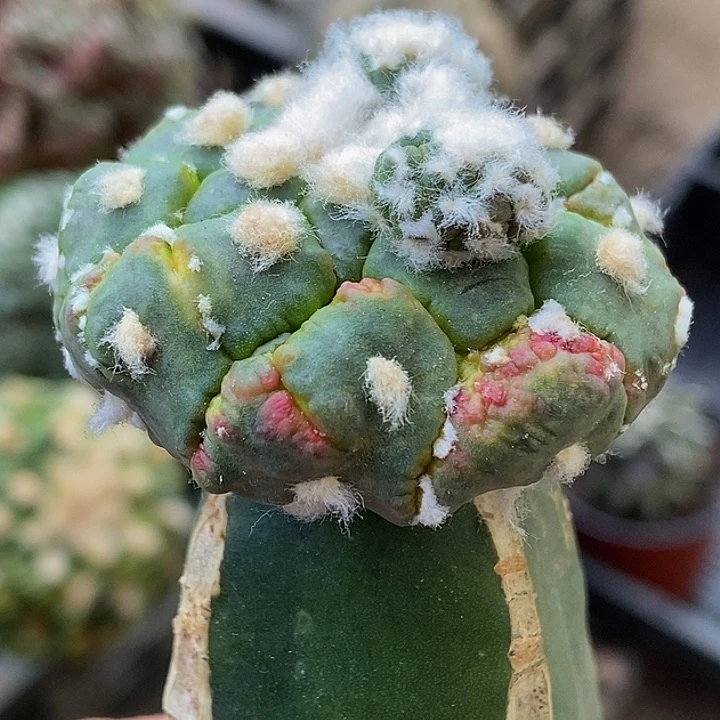 无花朵福利绣普柱龟甲悟空兜缀化锦927