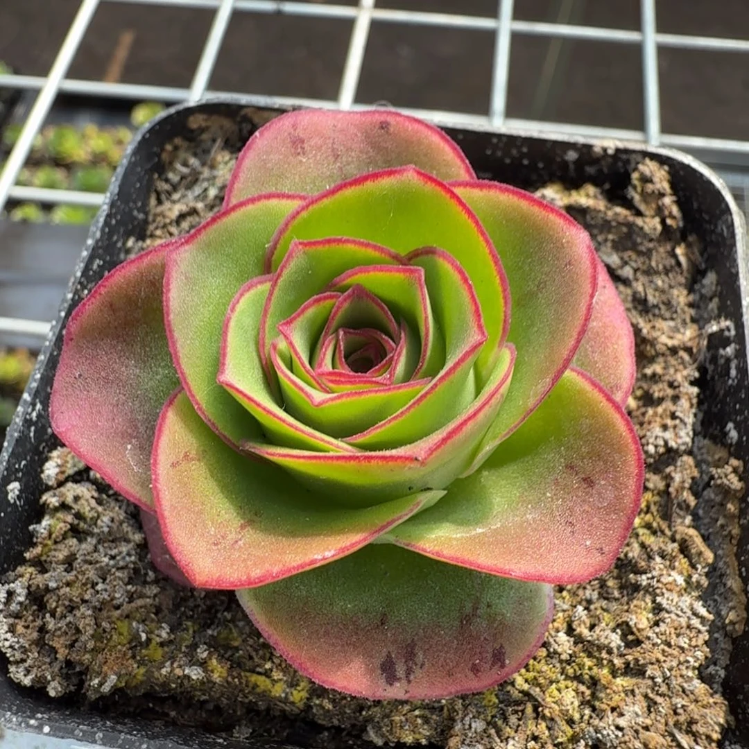 新品福利528山地玫瑰