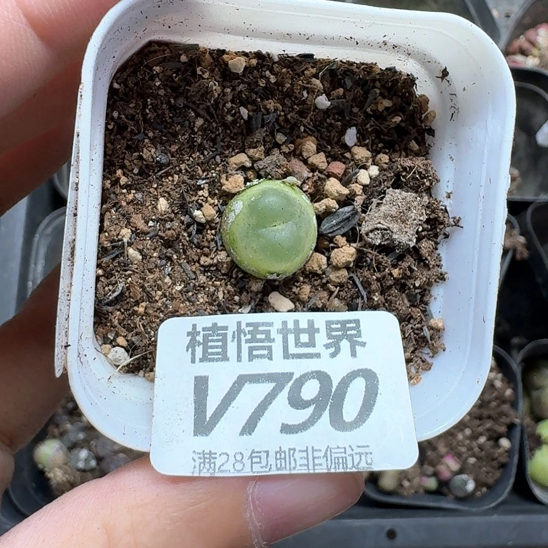 多肉植物的润泽dvb