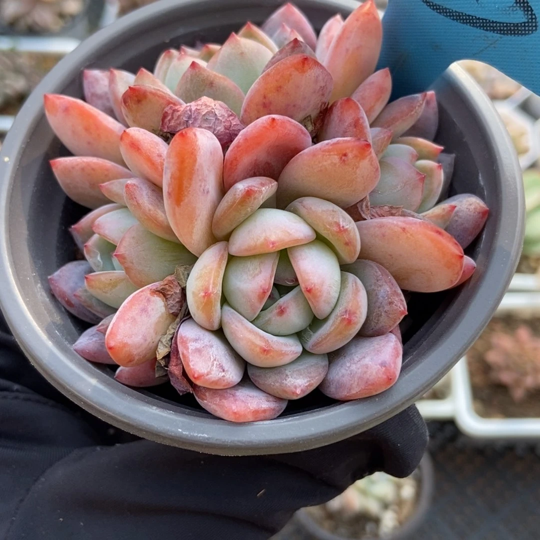 033全明星多肉植物保护